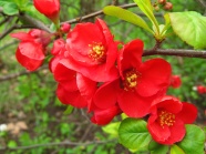 春天鲜红樱花图片 