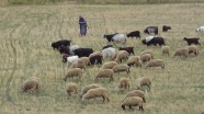 草原牧羊群图片