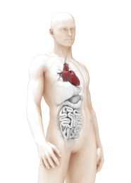 医学人体解剖结构图片