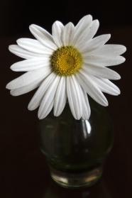水培白色菊花图片