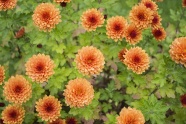 盛开橙色菊花图片