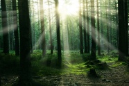 阳光照射的树林图片