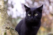小黑猫摄影素材图片