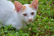 草丛里白色小猫图片