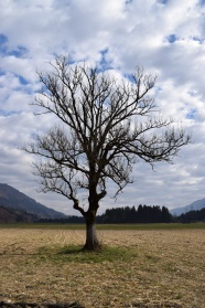 蓝天下枯树摄影图片