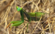 绿色螳螂摄影图片