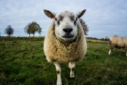 可爱小羊羔摄影图片