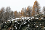 森林雪松风景图片