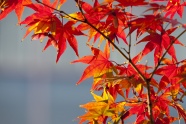 秋季唯美红枫叶图片