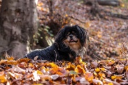 西藏小猎犬图片