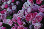 玫瑰花花朵图片