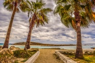塞浦路斯海滩棕榈树图片