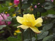黄色月季花朵图片