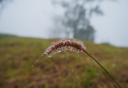 狗尾巴草露珠图片