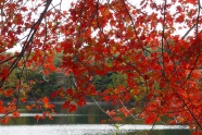 秋天红色树叶风景图片