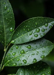 雨后叶子图片