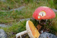 秋天草地蘑菇图片