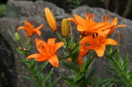 雨后橙色百合花图片