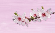 梅花枝粉色背景图片