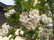 春天樱花枝白色樱花图片