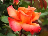 橙色玫瑰花摄影图片