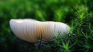 森林地面蘑菇唯美图片
