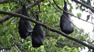 蝙蝠倒挂着睡觉图片