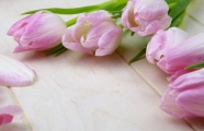 粉色郁金香花背景图片