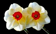 水仙花花朵微距摄影图