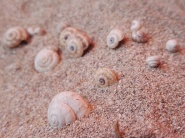 海滩贝壳图片素材
