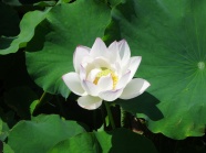 池塘白色莲花图片