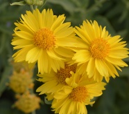 黄色菊花高清摄影图片