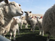 农场羊群图片