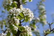 春天开放白色樱花图片
