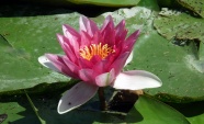 池塘睡莲花朵特写图片