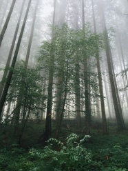 浓雾树林图片