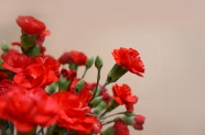 康乃馨花束高清图片
