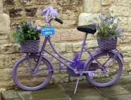 紫色自行车薰衣草图片