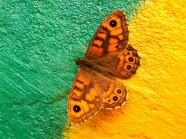 热带蝴蝶高清素材图片