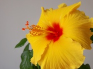微距黄色木槿花图片