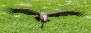飞越草地的老鹰图片