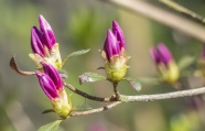 杜鹃花花苞图片