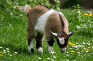 草地上可爱小山羊图片