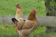 农场公鸡母鸡图片