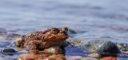 野生沼水蛙图片