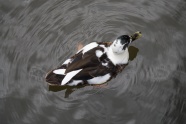 一只鸭子浮水摄影图片