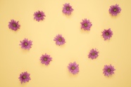 紫色小花黄色背景图片
