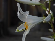 白色百合花花开图片