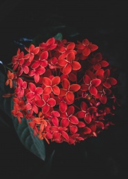 红色龙船花图片