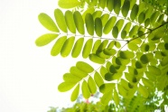 绿叶植物背景图片